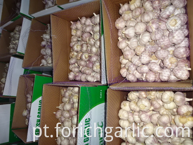 Normal Garlic Jinxiang 2019